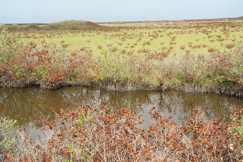 Black Point Wildlife Drive. Marsh. Merritt Island. .