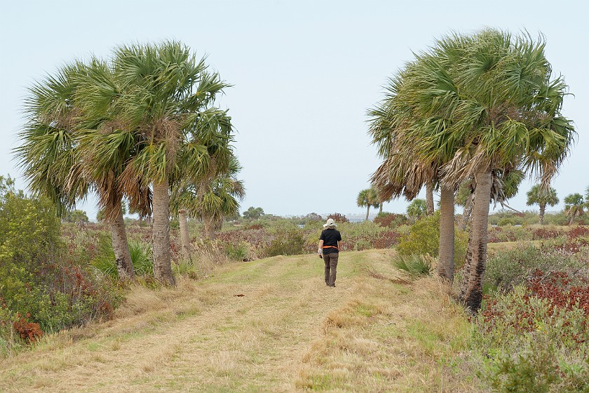 Black Point Wildlife Drive. Walk along the Black Point Creek. Merritt Island. .