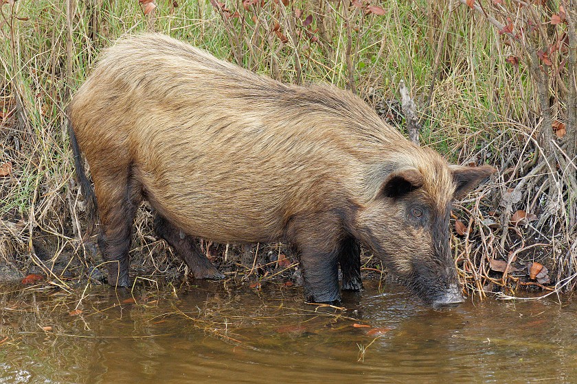 Black Point Wildlife Drive. Boar. Merritt Island. .